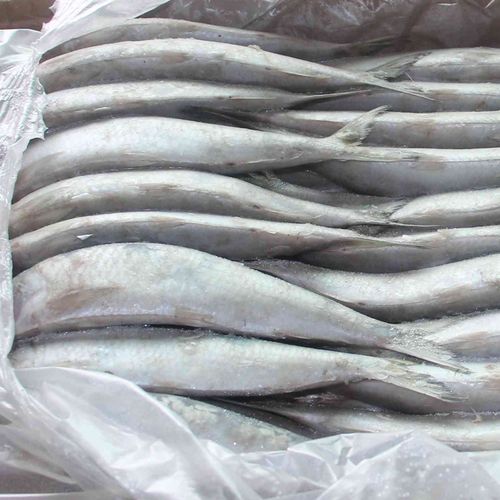 长期供应冰冻水产 冰冻新鲜冰冻鱼产品 冷冻鱼饲料
